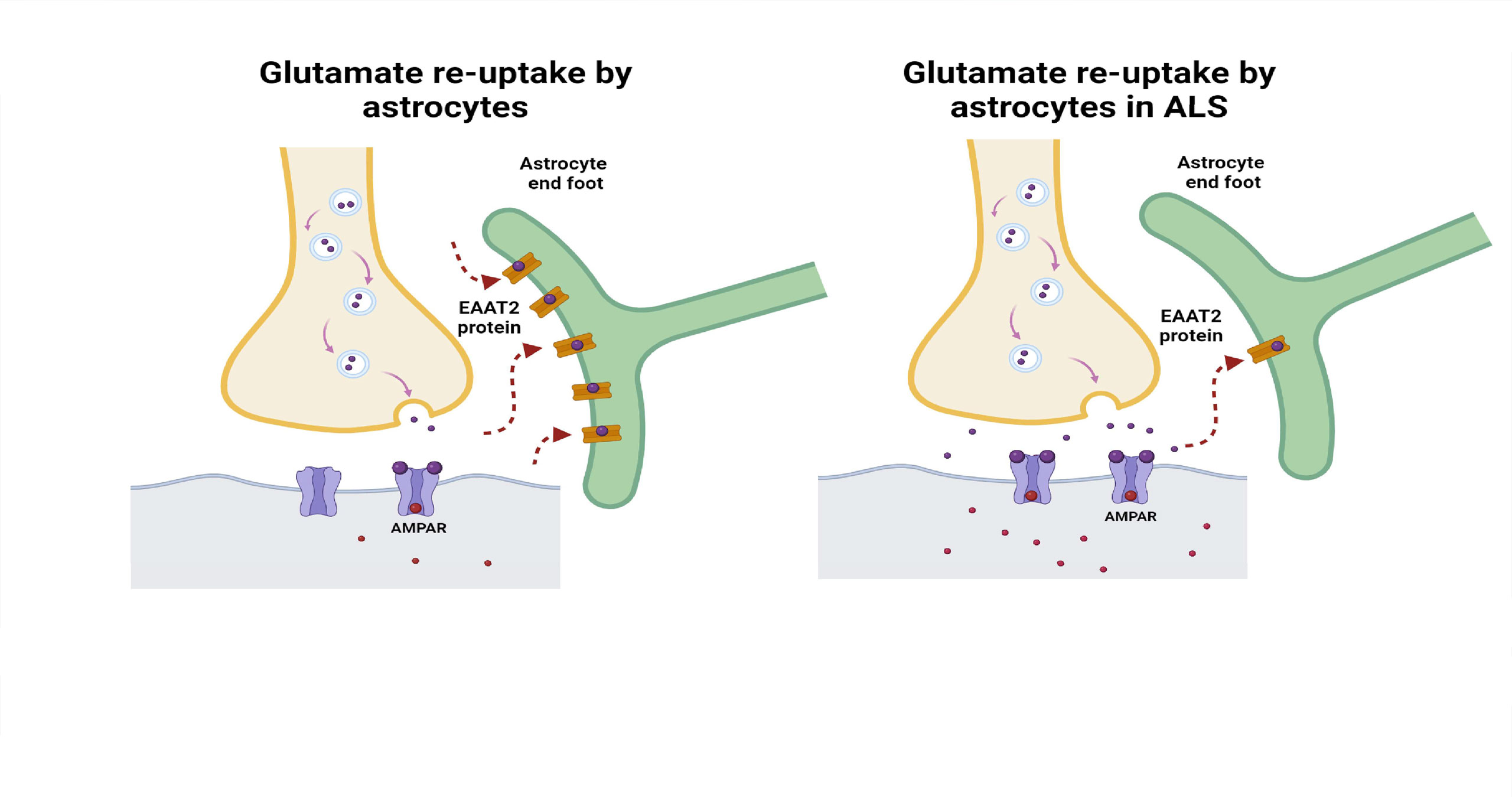 ENDOBAL™ has Anti-Glutamatergic Properties