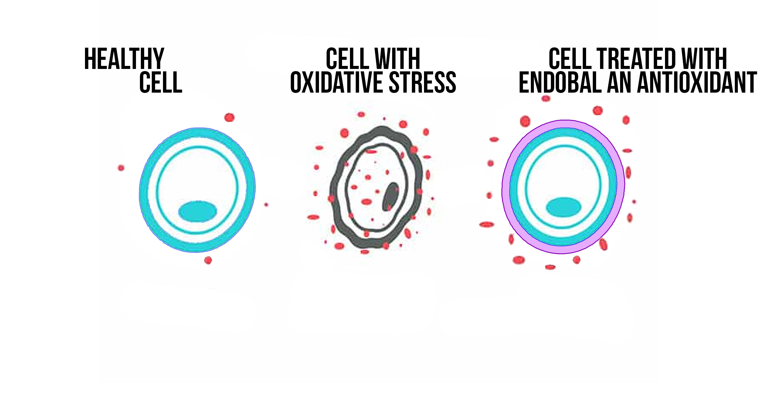 ENDOBAL™ has Antioxidant Properties